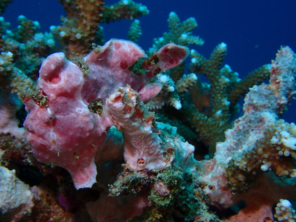 Photo of Painted frogfish (Antennarius pictus)