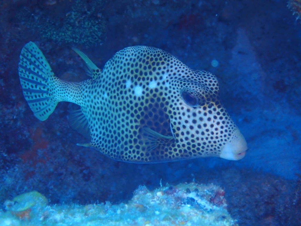 Photo of Guinea fowl puffer (Arothron meleagris)