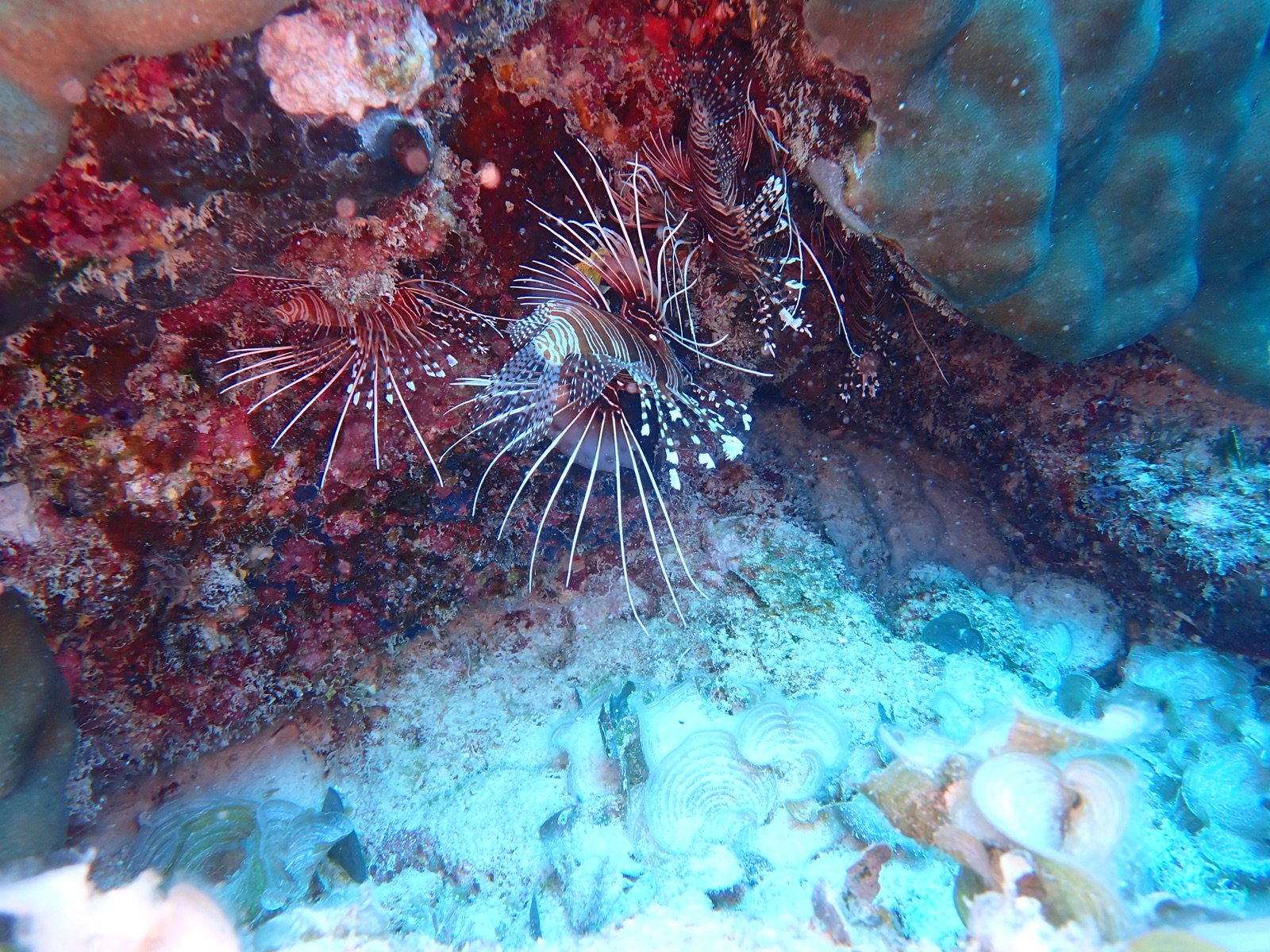 Photo of Clearfin lionfish (Pterois radiata)
