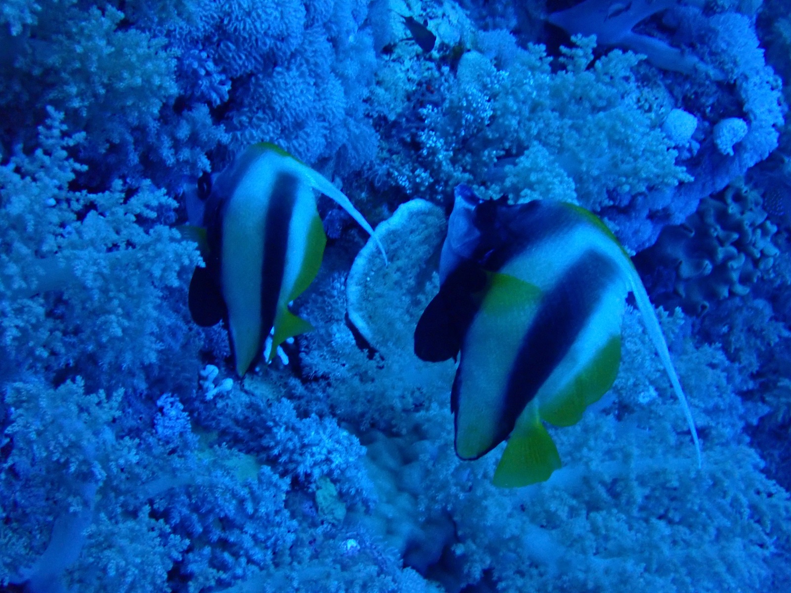 Foto de Pez mariposa cebra (Heniochus diphreutes)