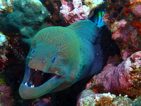 Photo of Giant moray (Gymnothorax javanicus)