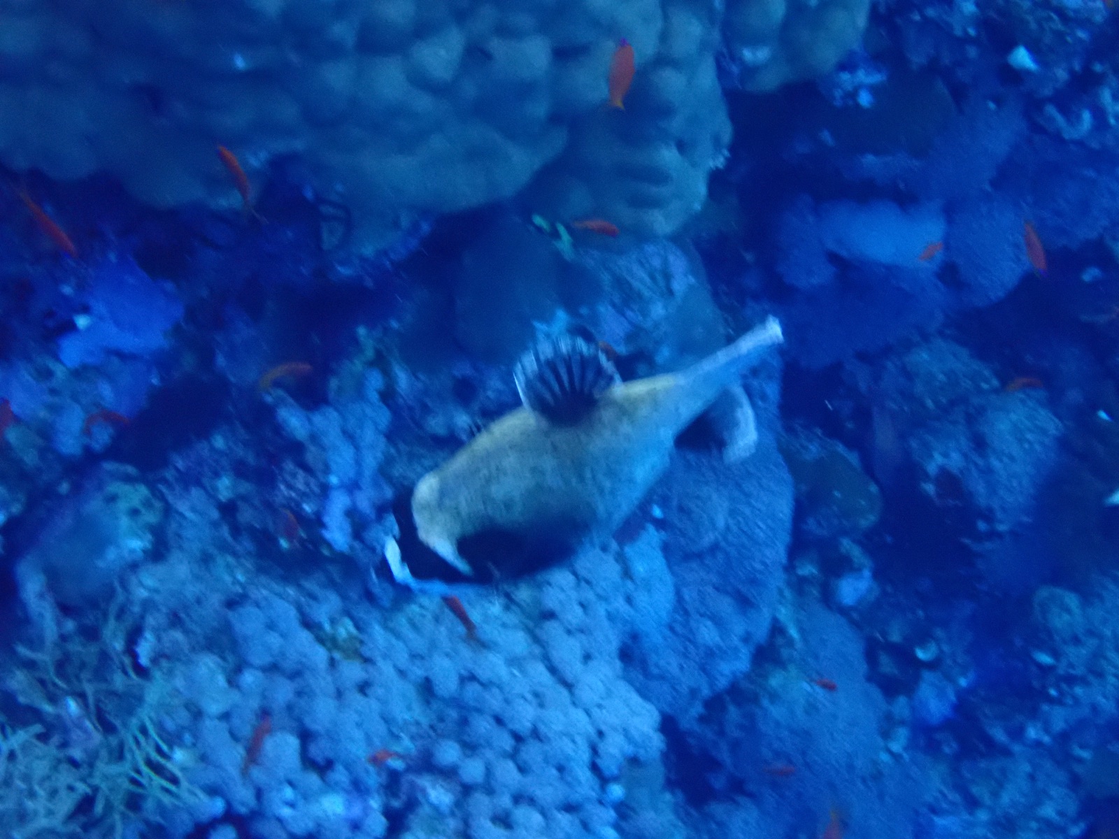 Photo of Picasso triggerfish (Rhinecanthus aculeatus)