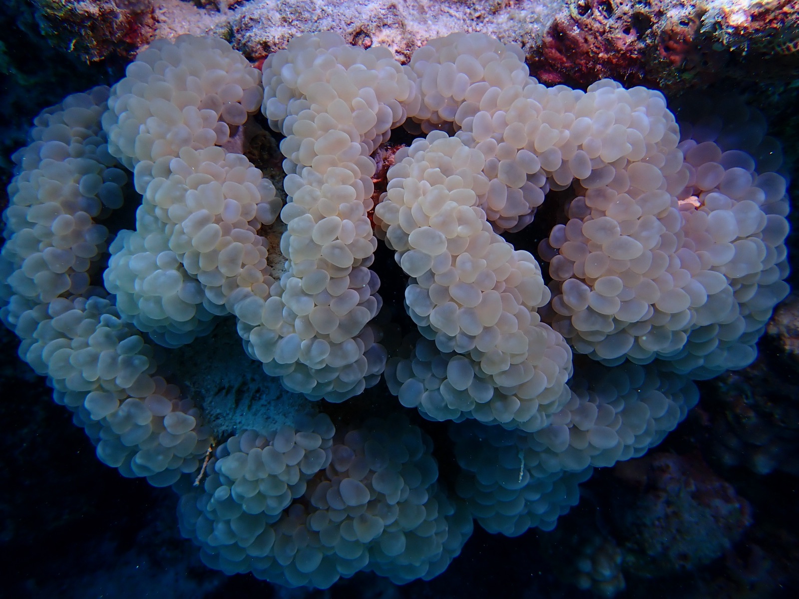 Photo of Bubble coral (Plerogyra sinuosa)