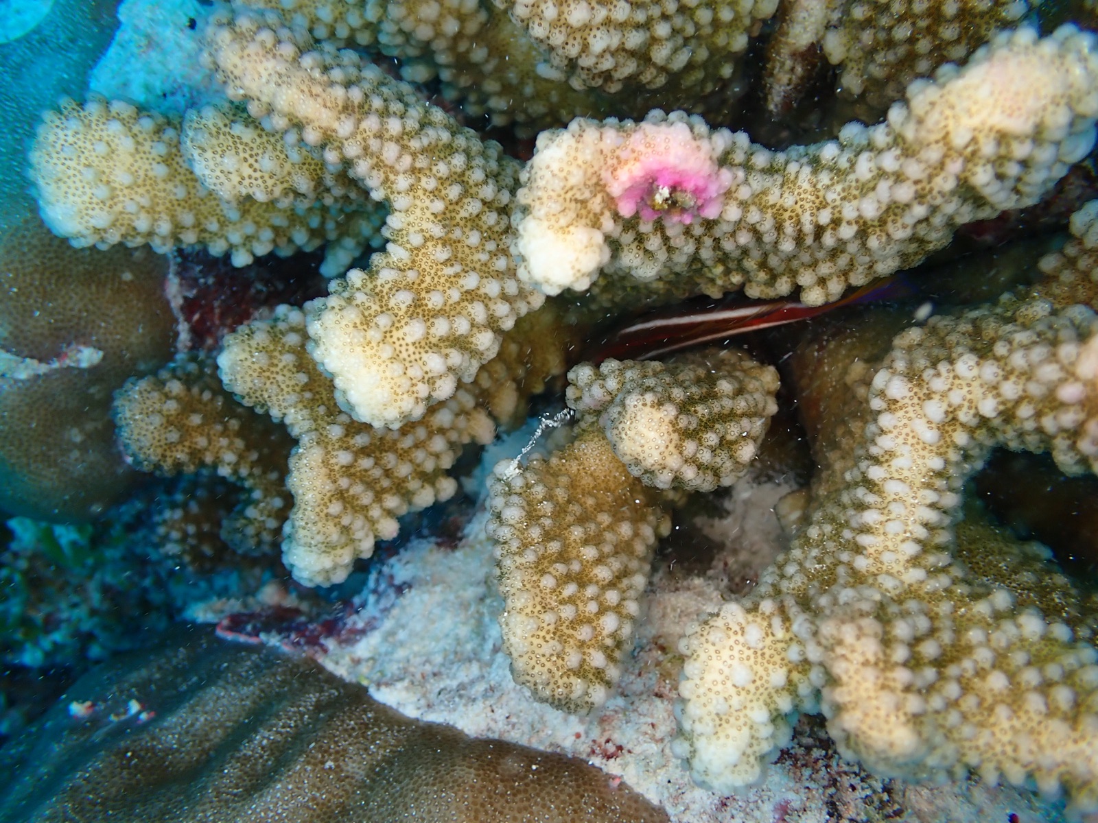Photo of Smooth cauliflower coral (Stylophora pistillata)