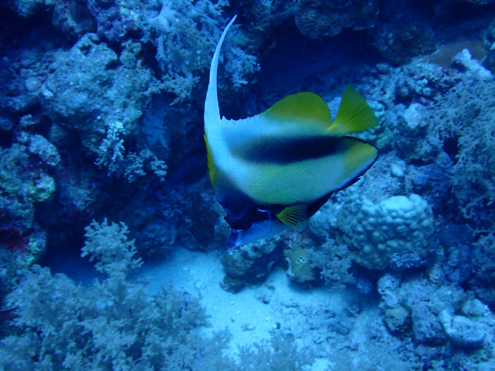 Photo de Idole mer Rouge (Heniochus intermedius)