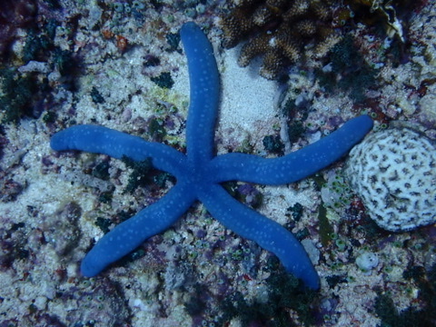 Photo of Blue sea star (Linckia laevigata)