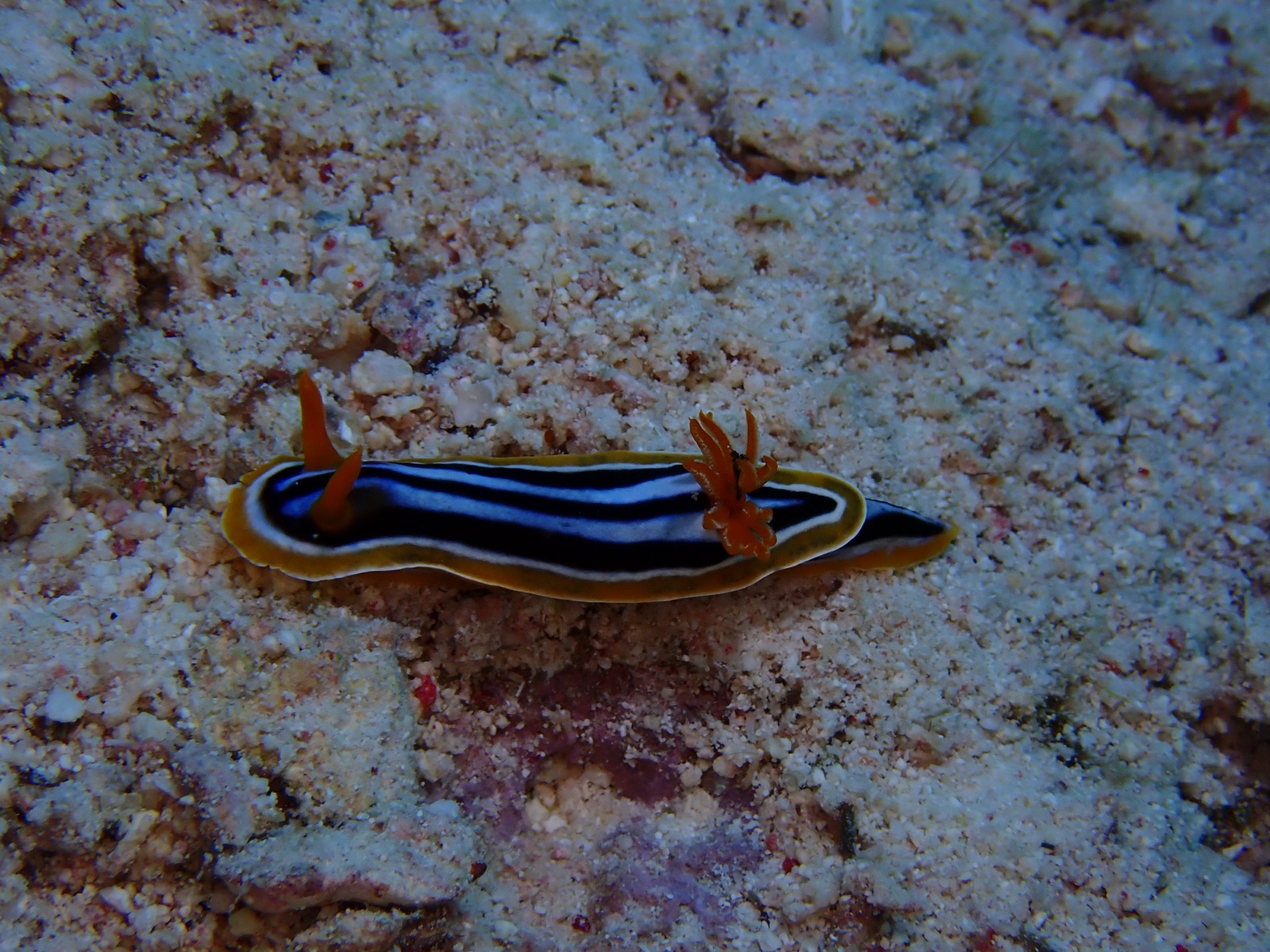 Photo of Anne's chromodoris (Chromodoris annae)