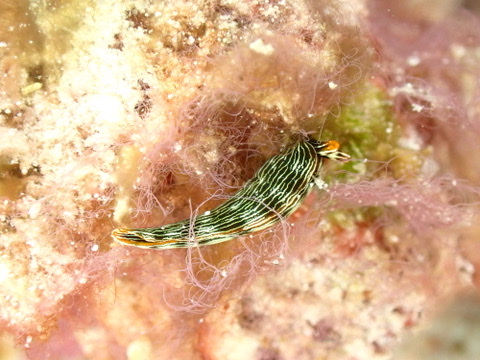 Photo of Graceful thuridilla (Thuridilla gracilis)