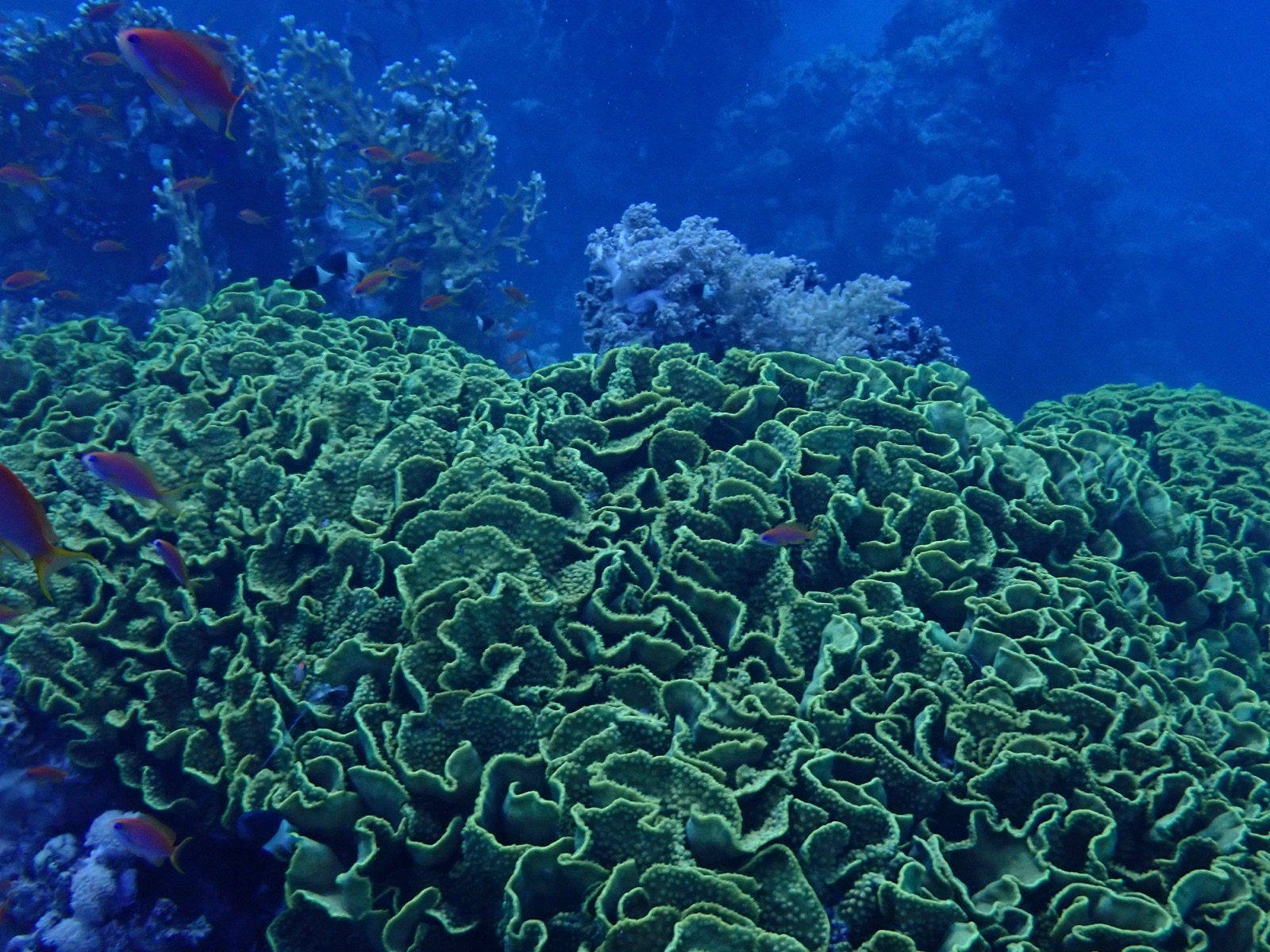 Photo of Yellow scroll coral (Turbinaria reniformis)