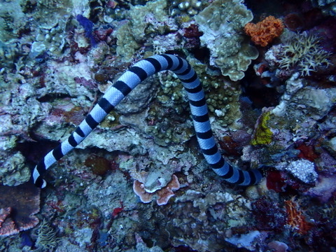 Photo of Banded sea krait (Laticauda colubrina)