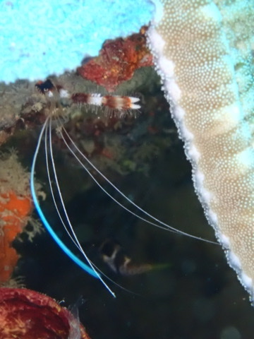 Photo of Pacific cleaner shrimp (Lysmata amboinensis)