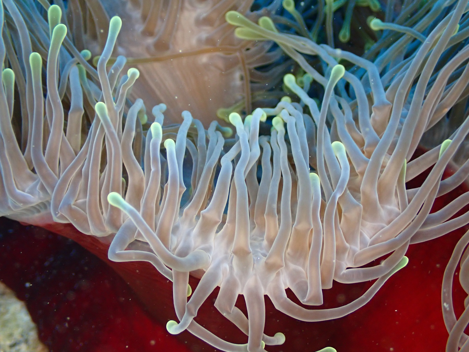 Photo of Giant Caribbean anemone (Condylactis gigantea)