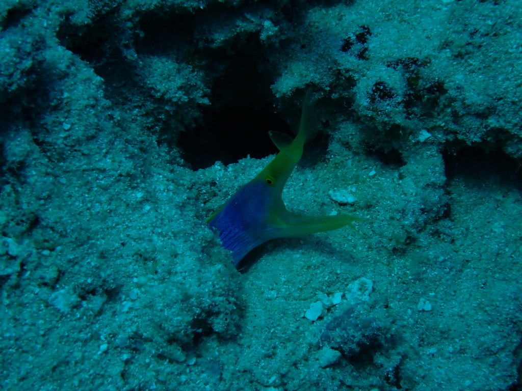 Photo of Ribbon moray (Rhinomuraena quaesita)