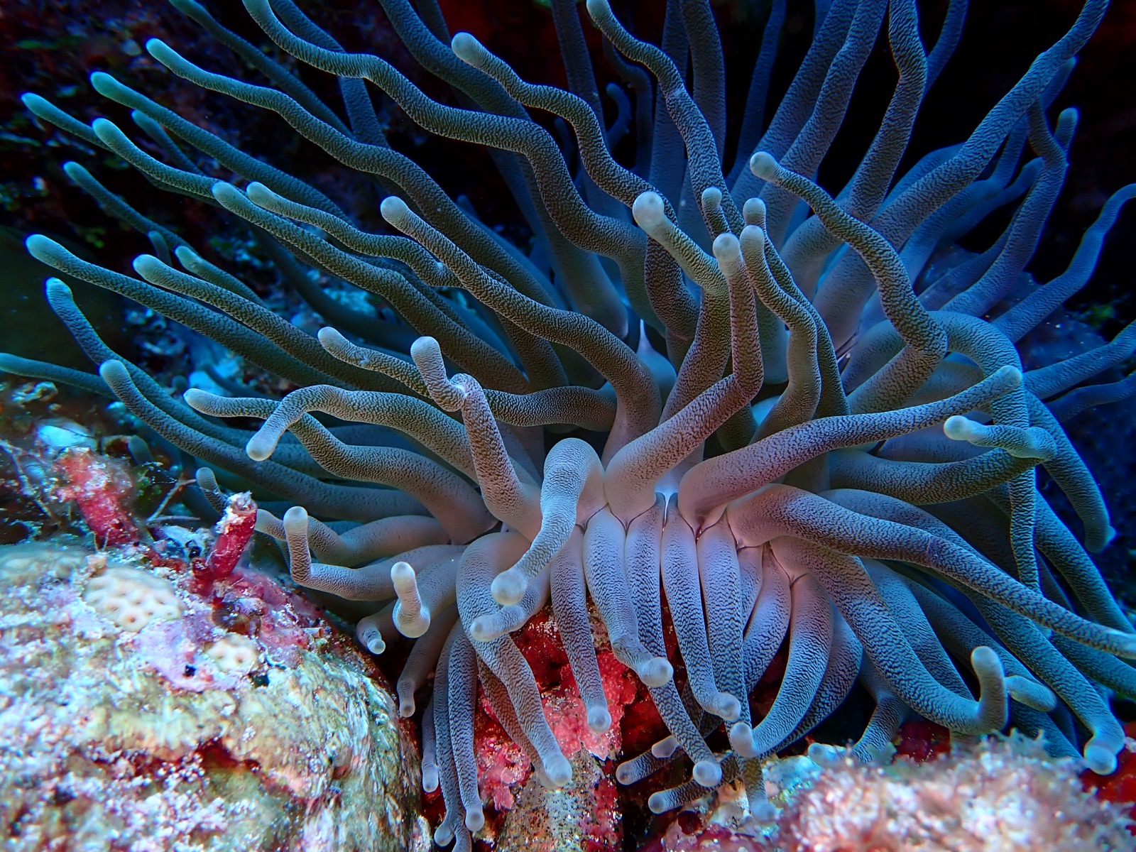 Photo of Giant Caribbean anemone (Condylactis gigantea)