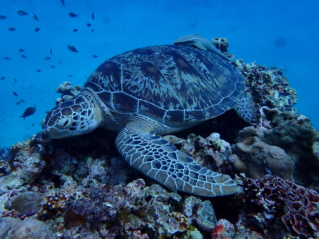 Photo of Green sea turtle (Chelonia mydas)