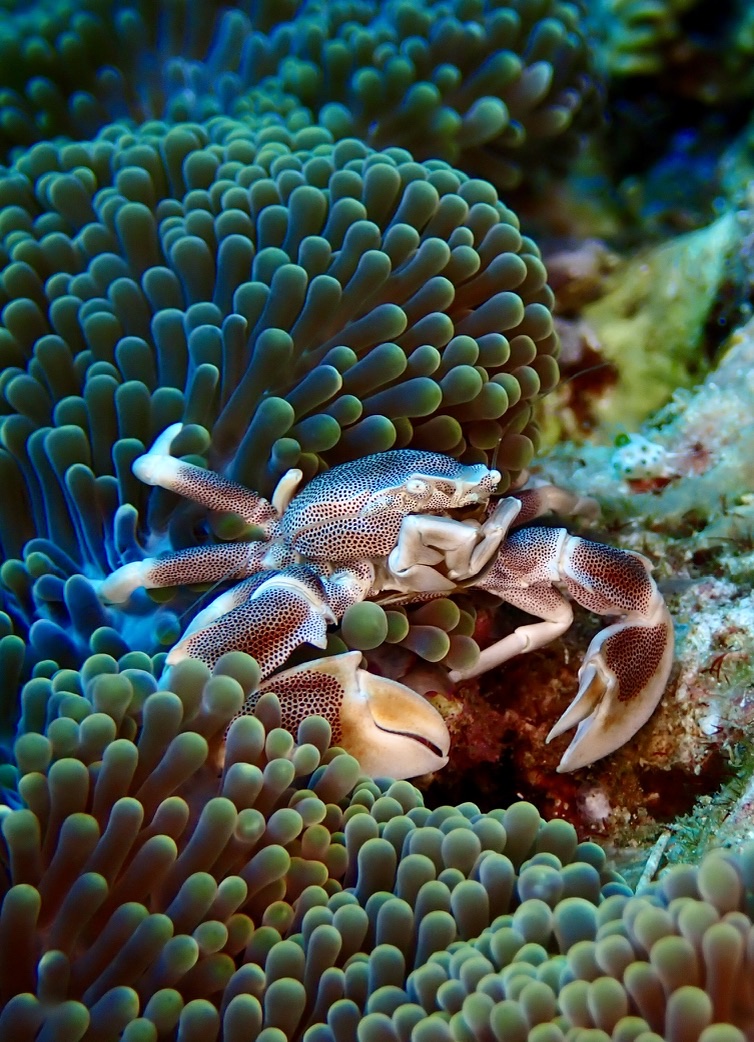 Photo of Porcelain anemone crab (Neopetrolisthes maculatus)