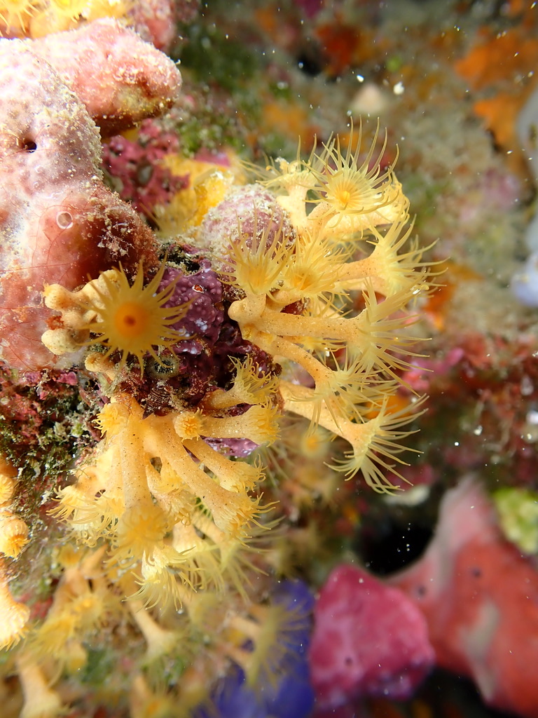 Photo of Mediterranean orange coral (Astroides calycularis)