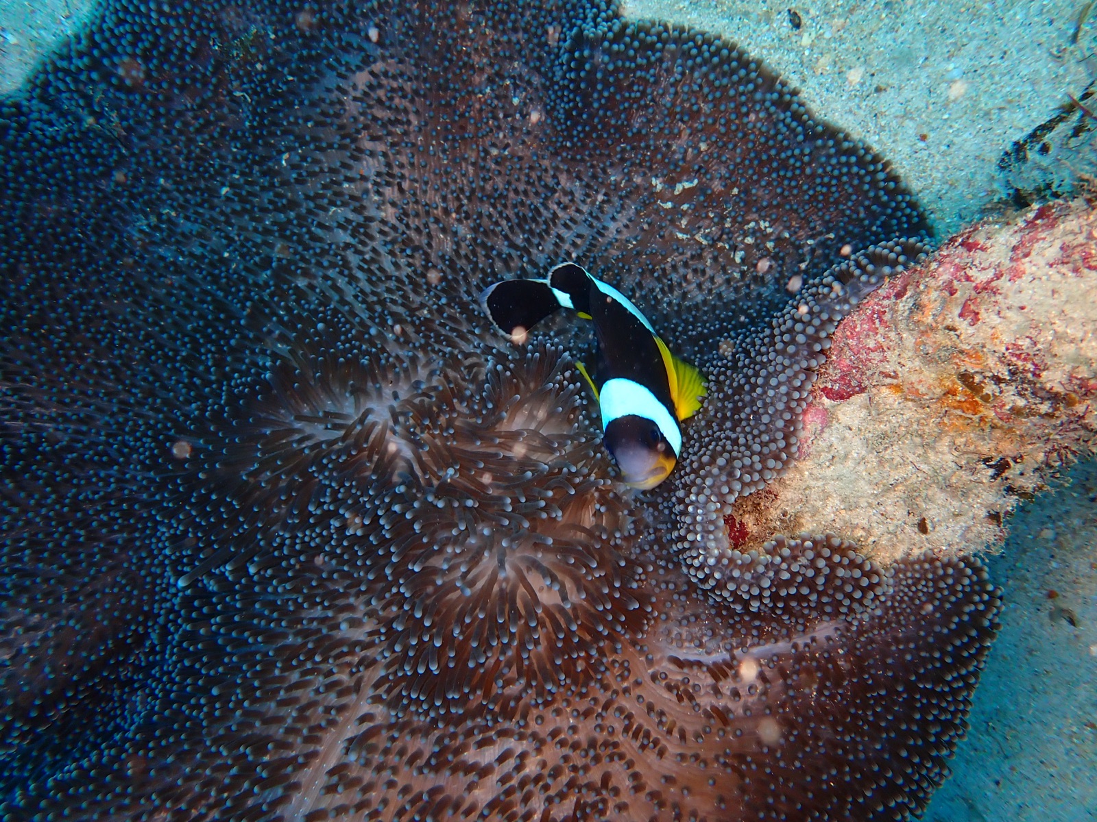 Photo of Clark's anemonefish (Amphiprion clarkii)