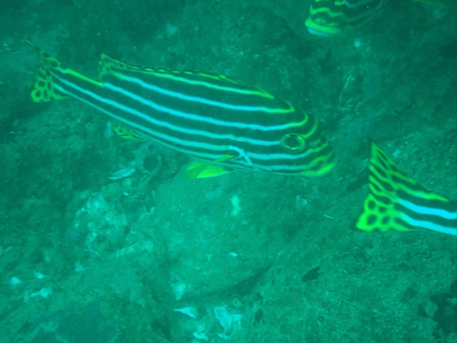 Foto de Boquinegro oriental (Plectorhinchus vittatus)