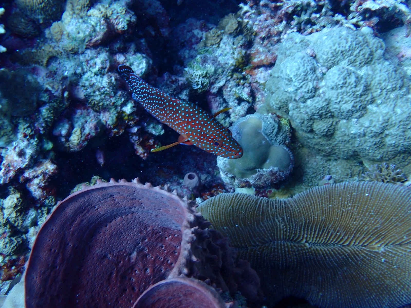 Photo of Coral grouper (Cephalopholis miniata)