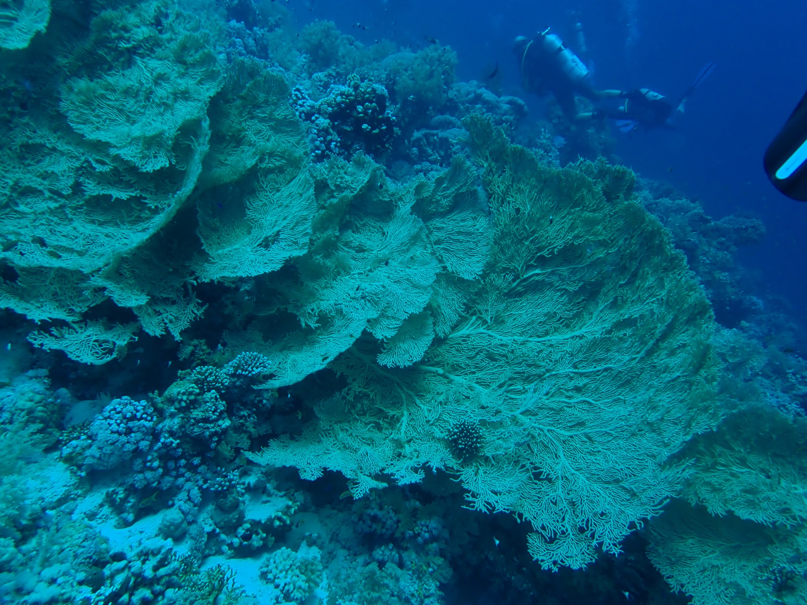 Photo of Giant fan gorgonian (Subergorgia mollis)