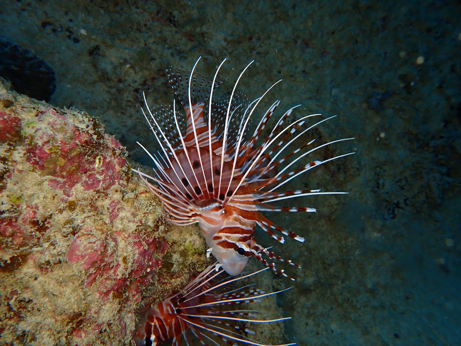 Photo de Rascasse plumes (Pterois antennata)