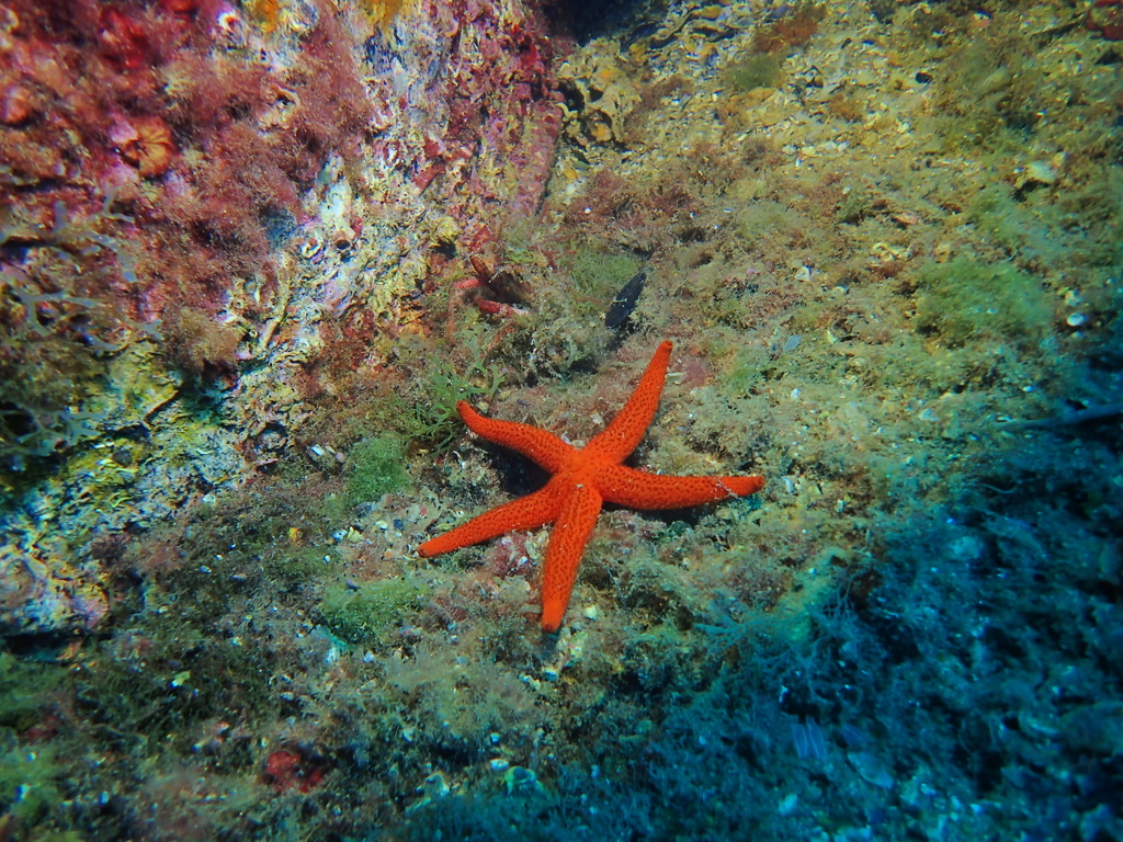 Photo of Red sea star (Echinaster sepositus)
