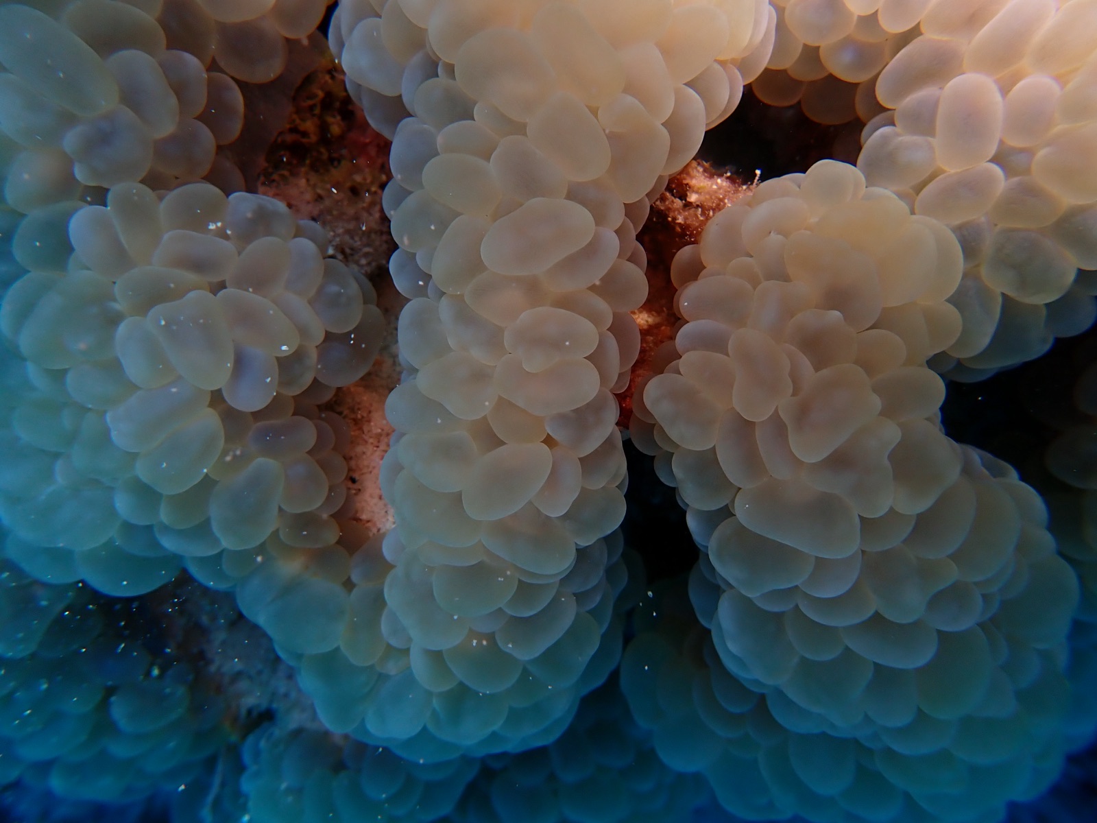 Photo of Bubble coral (Plerogyra sinuosa)