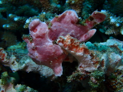 Photo of Commerson's frogfish (Antennarius commerson)