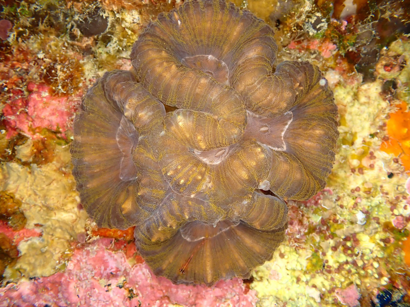 Photo of Fleshy brain coral (Lobophyllia hemprichii)