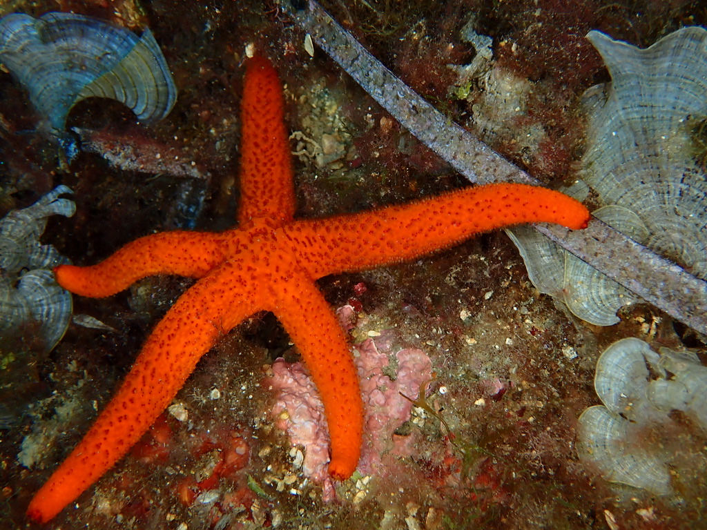 Photo of Red sea star (Echinaster sepositus)
