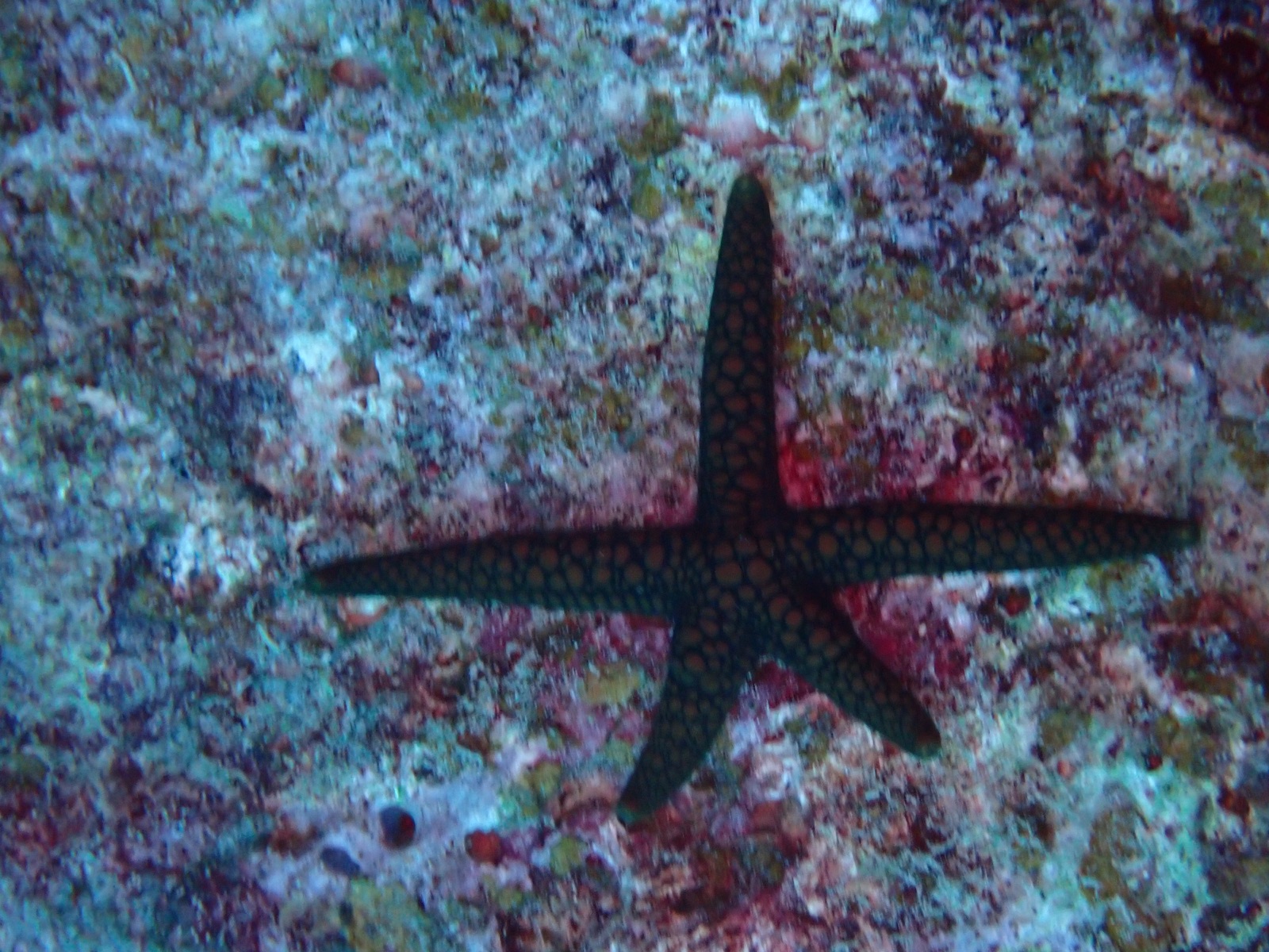 Photo of Purple sea star (Ophidiaster ophidianus)