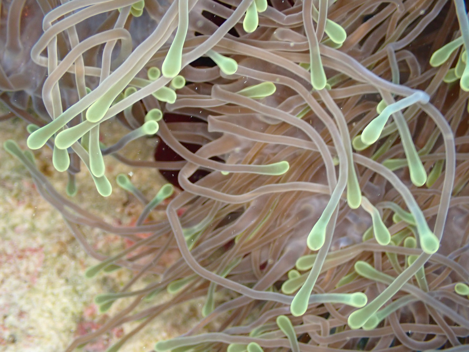 Photo of Giant Caribbean anemone (Condylactis gigantea)