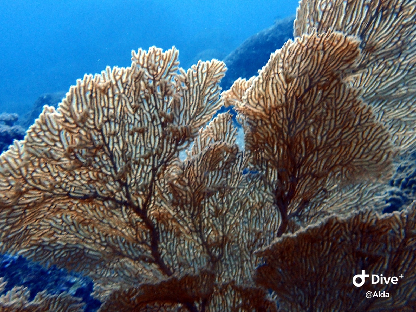 Photo of Giant fan gorgonian (Subergorgia mollis)