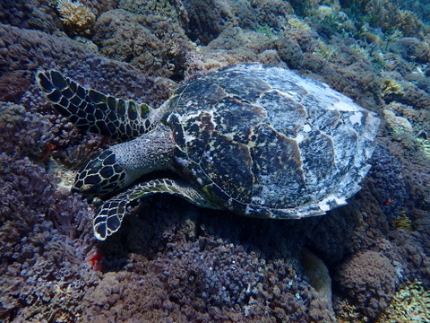 Photo of Hawksbill turtle (Eretmochelys imbricata)