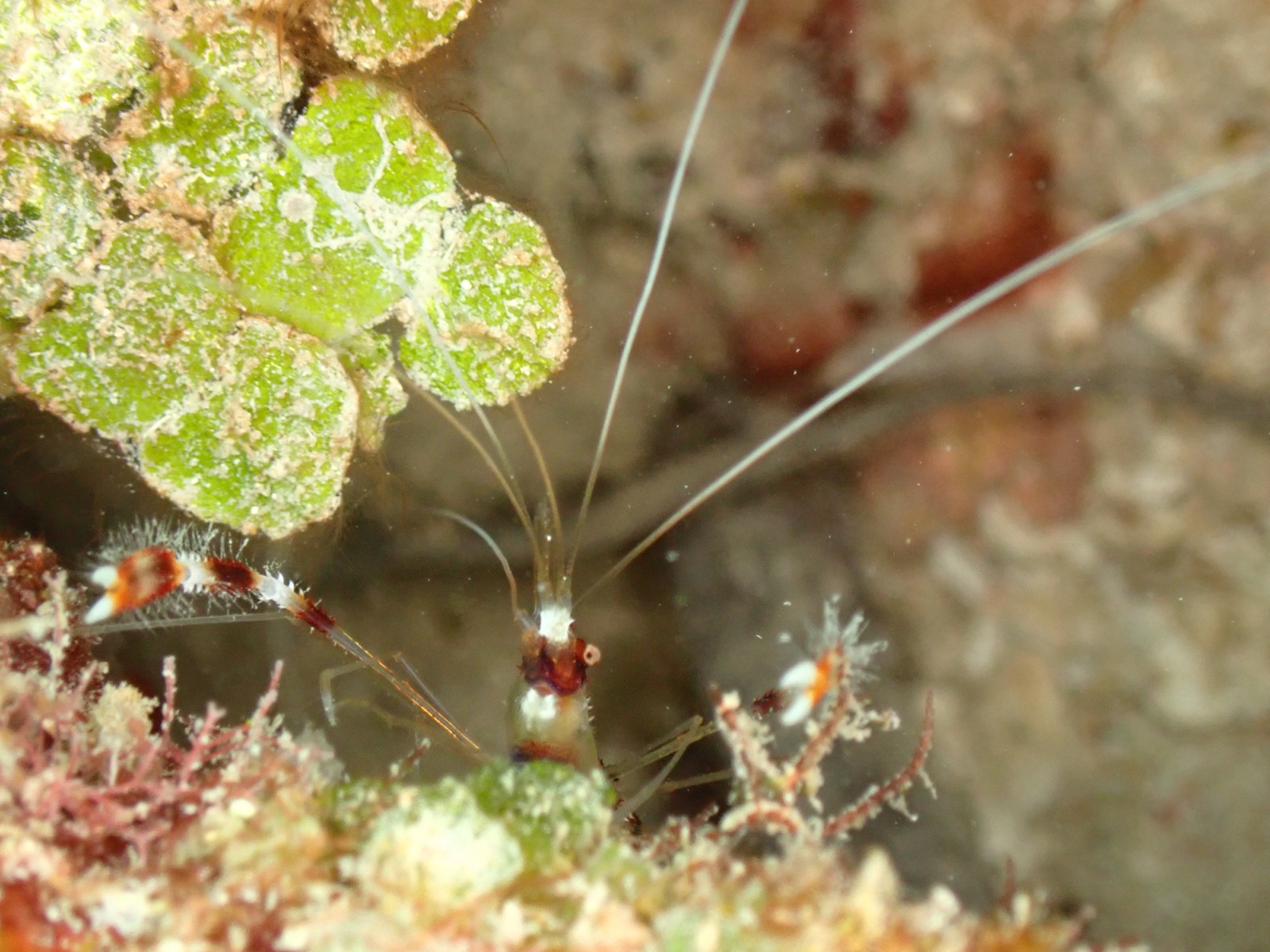 Photo of Pacific cleaner shrimp (Lysmata amboinensis)