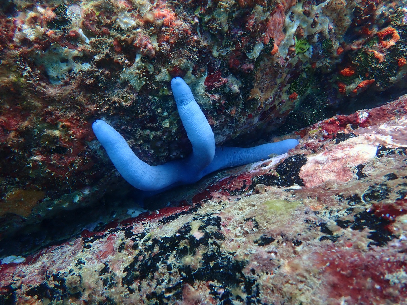 Photo of Blue sea star (Linckia laevigata)