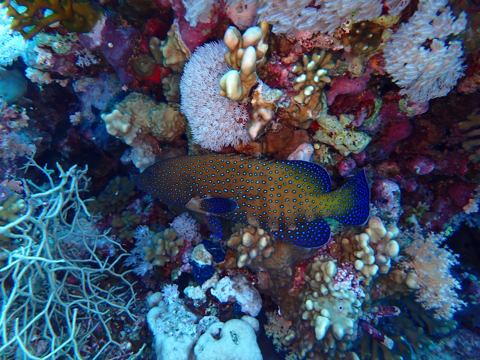 Photo of Coral grouper (Cephalopholis miniata)