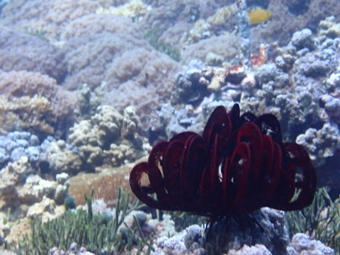 Photo of Red feather star (Himerometra robustipinna)