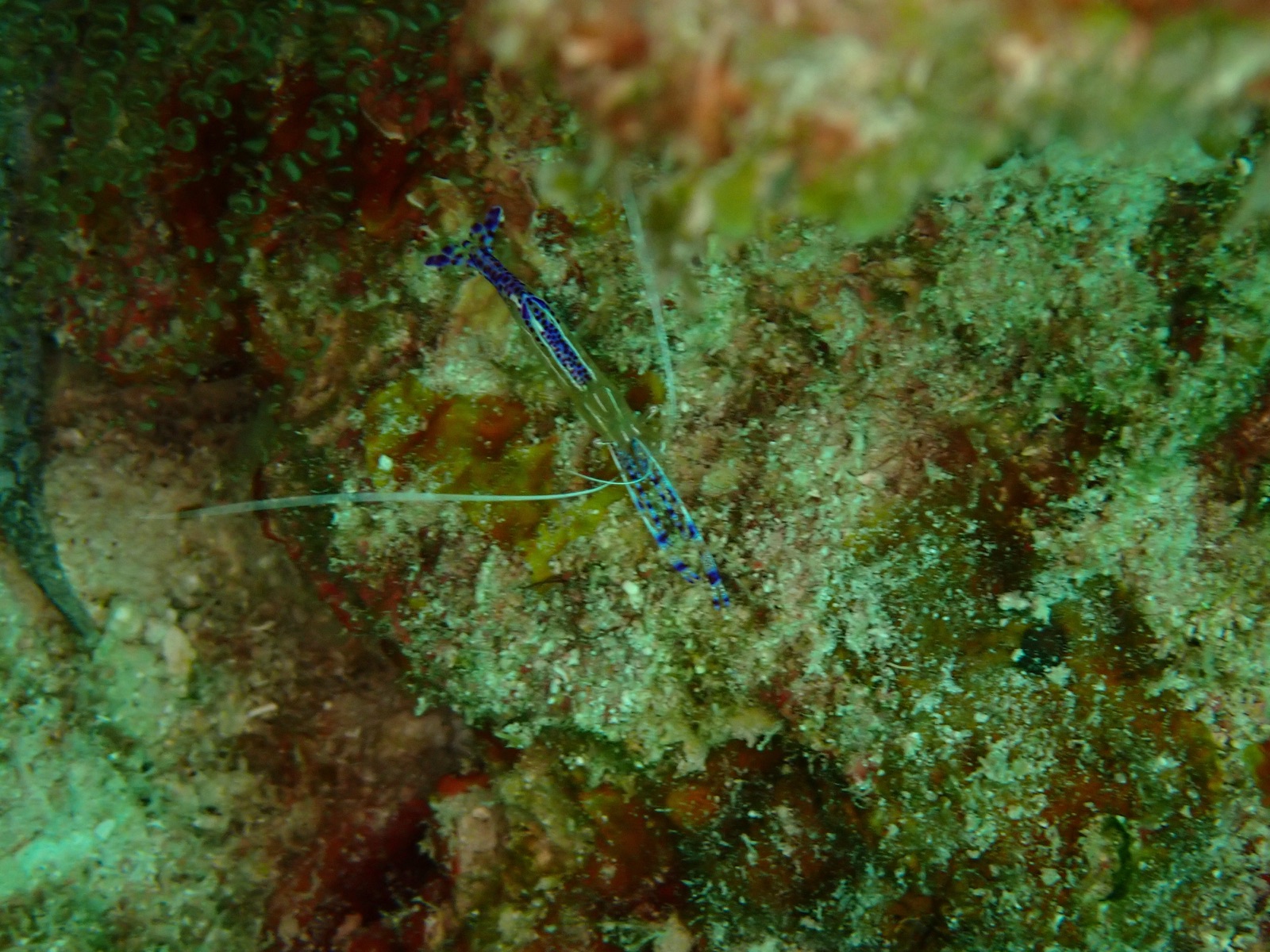 Photo of Pederson's cleaner shrimp (Ancylomenes pedersoni)