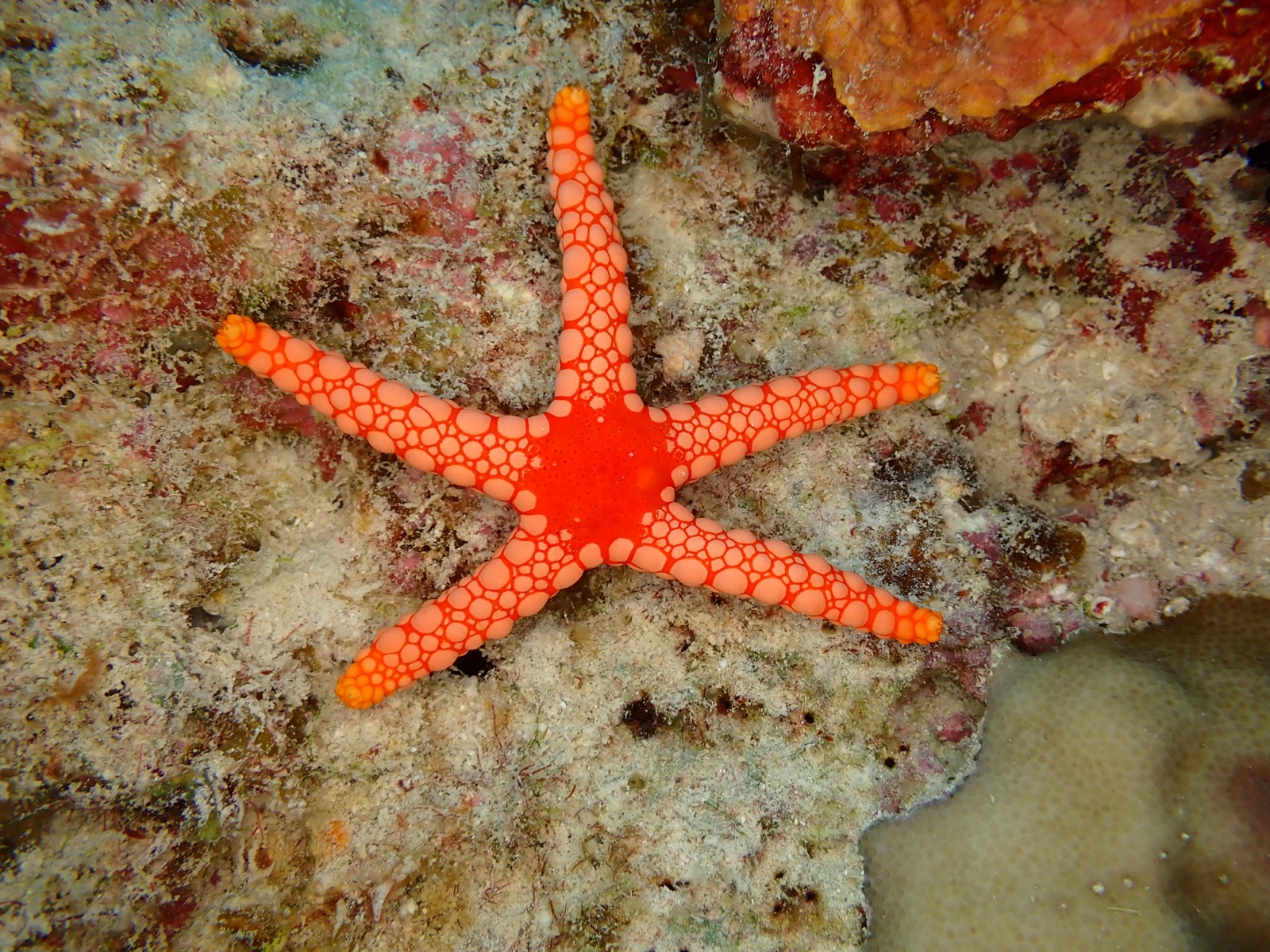 Photo of Necklace sea star (Fromia monilis)