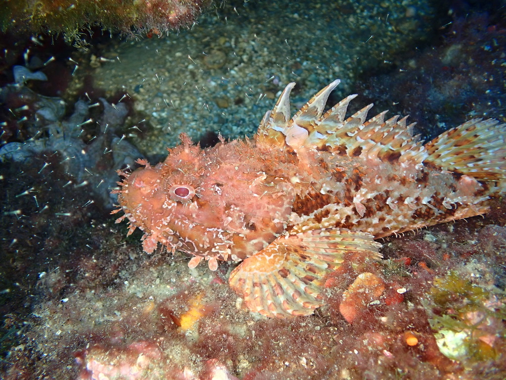 Photo of Red scorpionfish (Scorpaena scrofa)