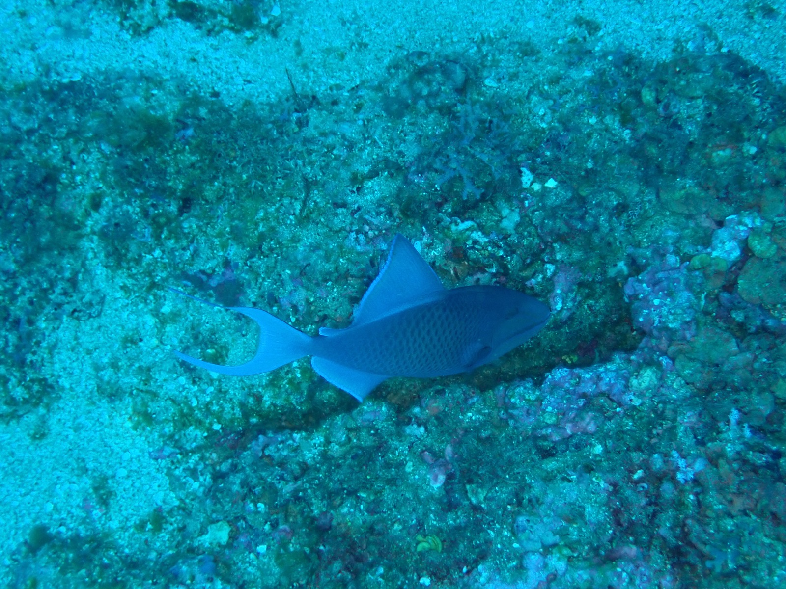 Photo de Baliste cochon noir (Odonus niger)