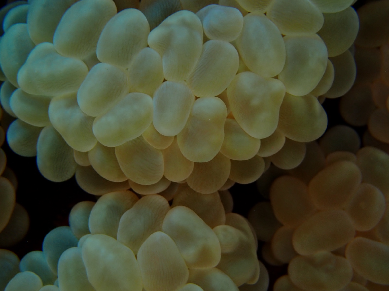 Photo of Bubble coral (Plerogyra sinuosa)