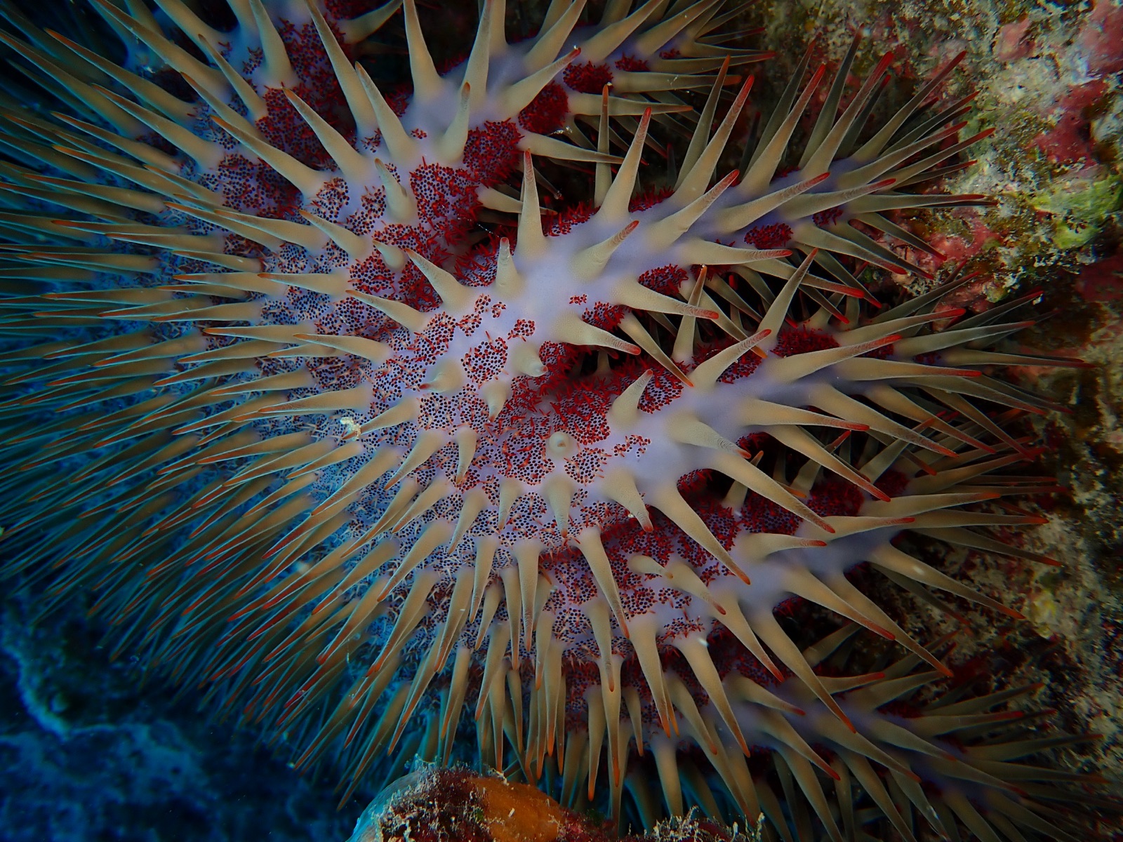 Photo of Crown-of-thorns starfish (Acanthaster planci)