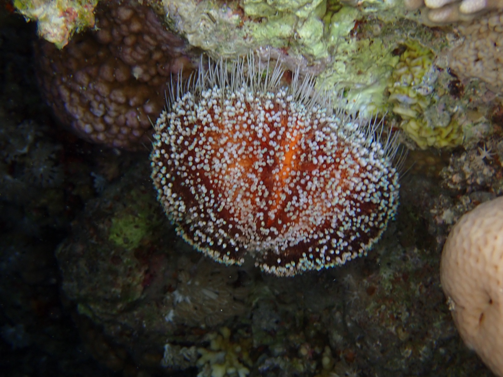 Photo of Collector urchin (Tripneustes gratilla)