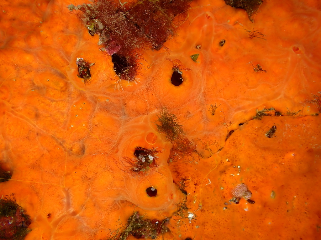 Photo of Red encrusting sponge (Crambe crambe)