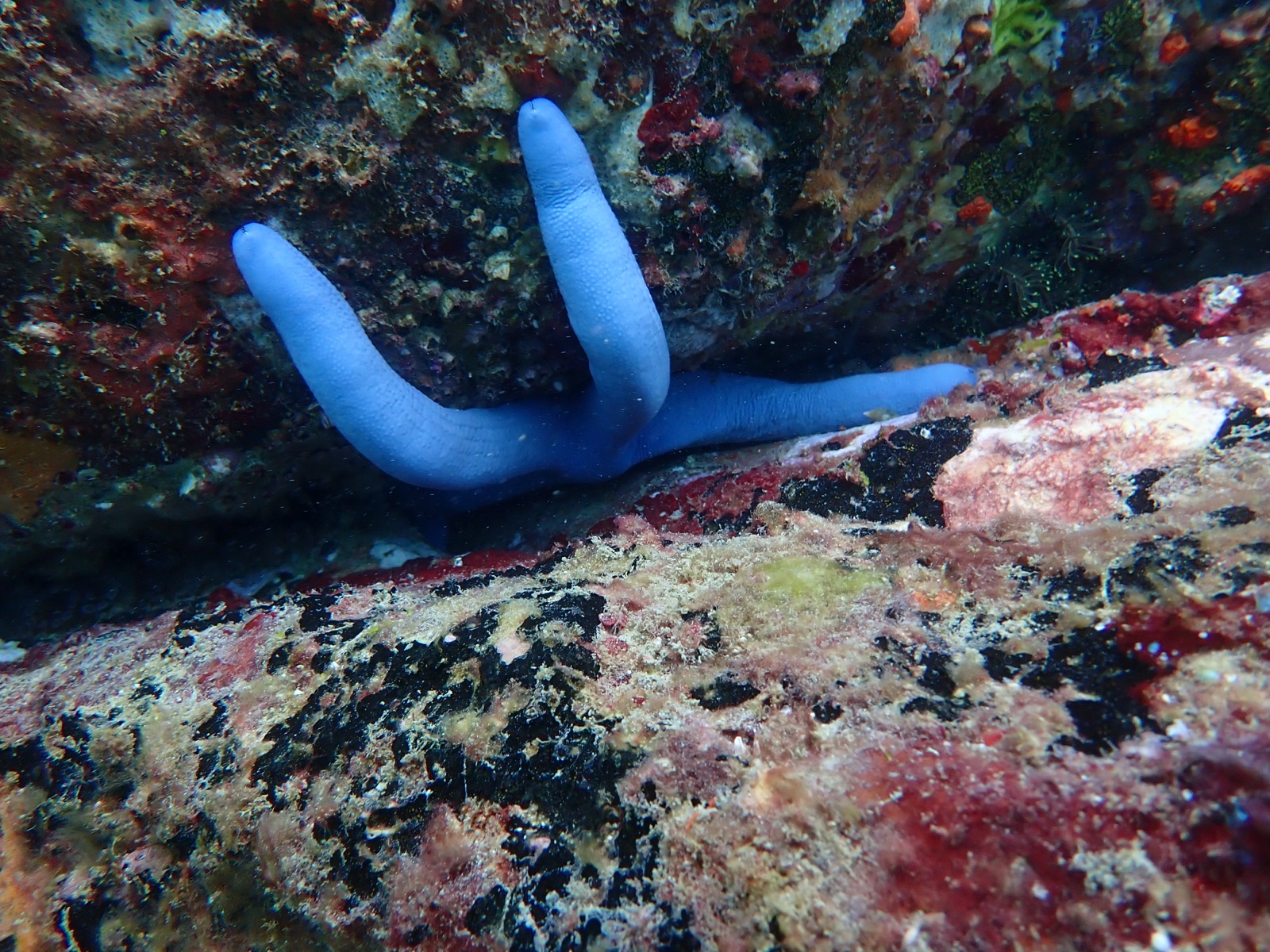 Photo of Blue sea star (Linckia laevigata)