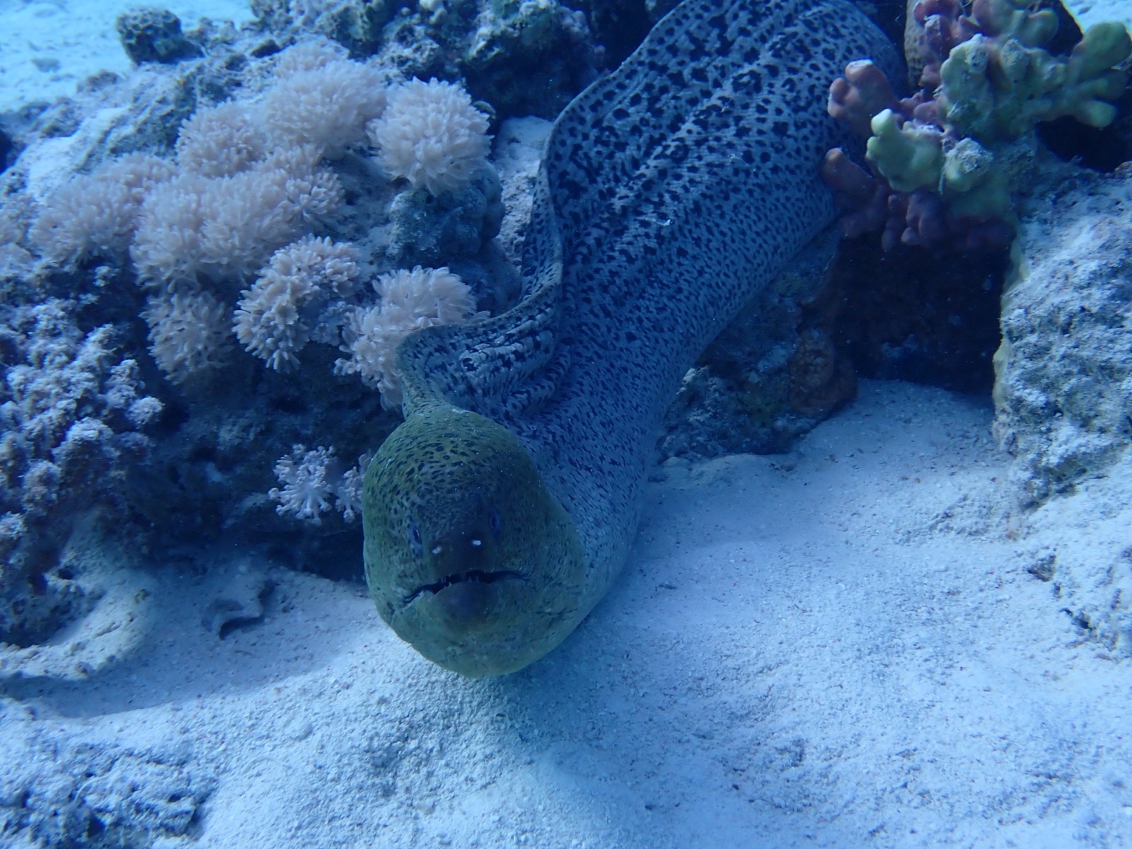 Photo of Giant moray (Gymnothorax javanicus)