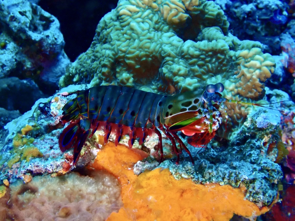 Photo of Peacock mantis shrimp (Odontodactylus scyllarus)